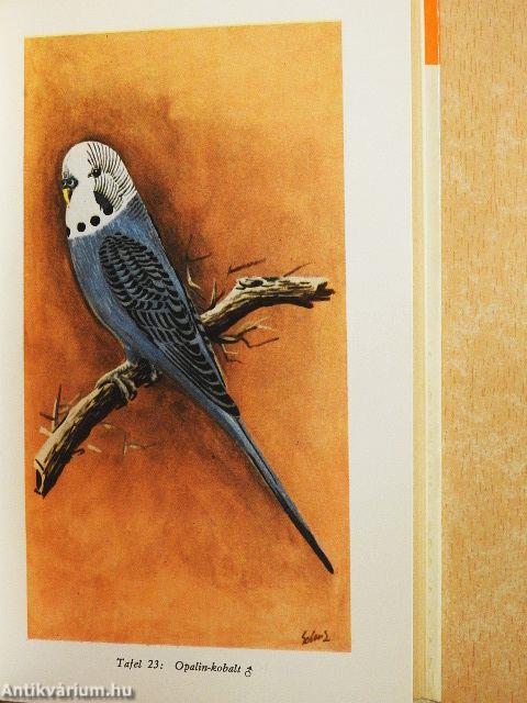 Sprechkünstler Wellensittich