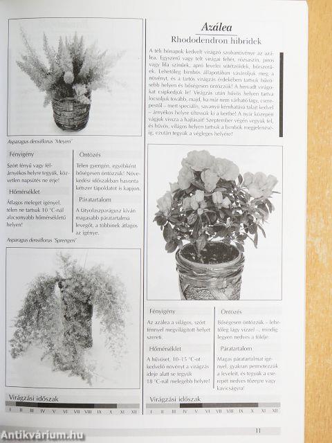 Kedvelt szobanövények