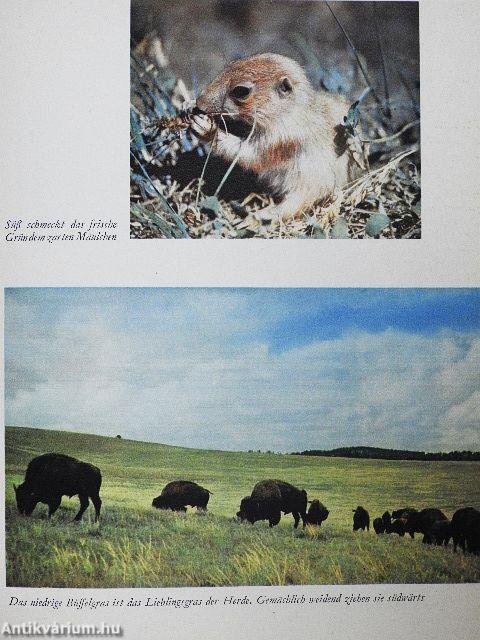 Walt Disney: Wunder der Prärie