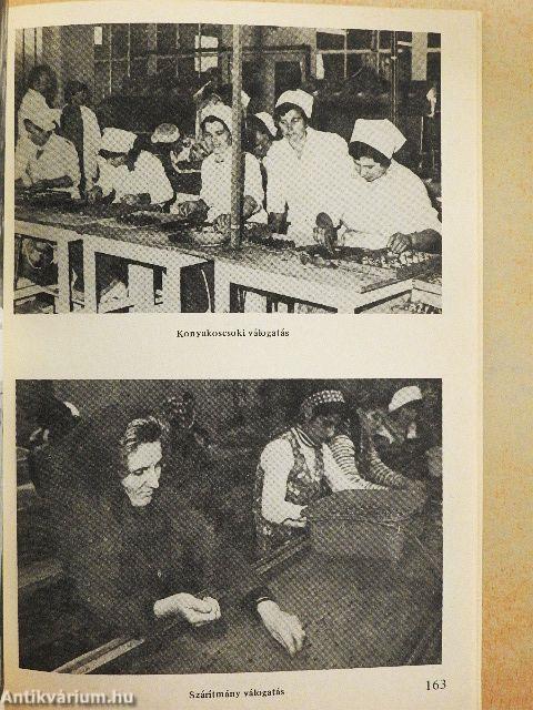 Történetek, események a kiskunmajsai Jonathán Mgtsz. életéből