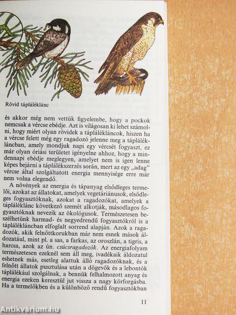 Hogyan vadásznak az állatok?