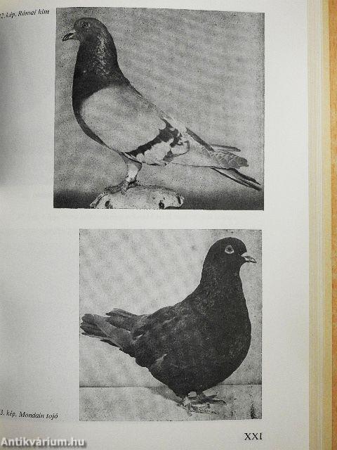 Hústermelés kisállatokkal a háztájiban