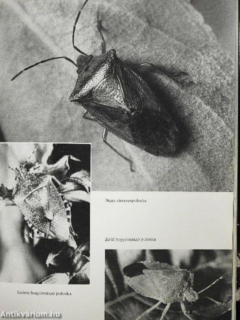 Hasznos és káros rovarok a kertben