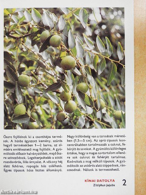 A déligyümölcsökről