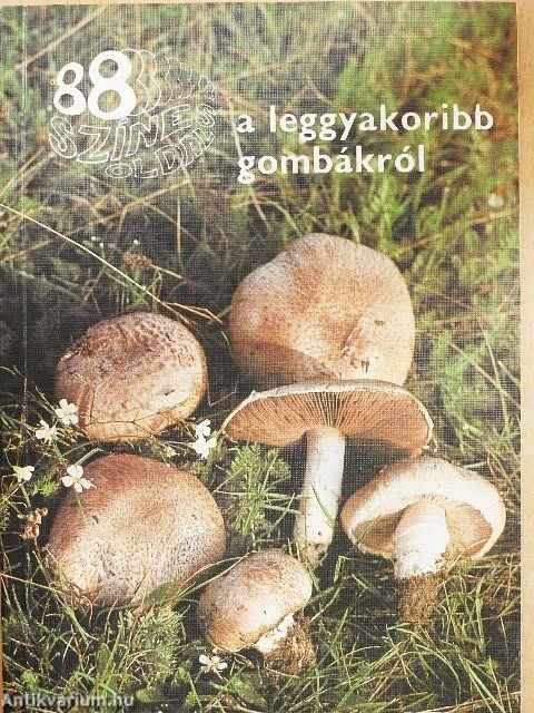 A leggyakoribb gombákról