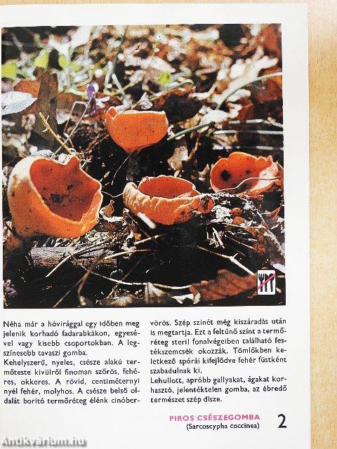 A leggyakoribb gombákról