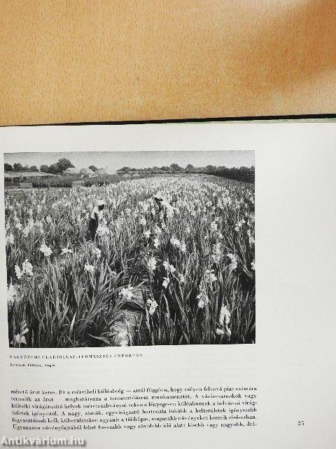 Dísznövénytermesztés