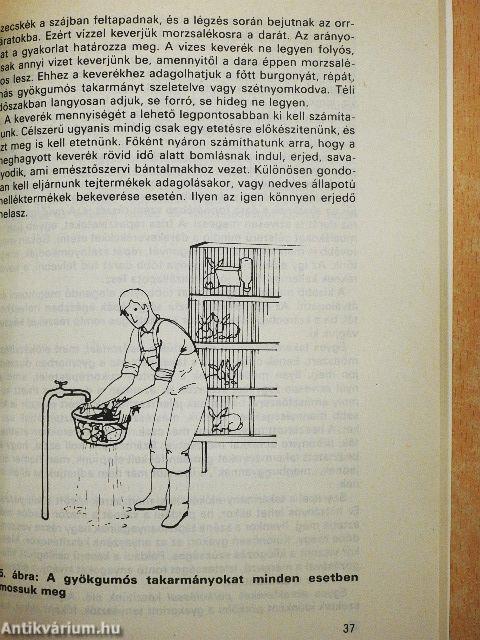 A házinyúl takarmányozása