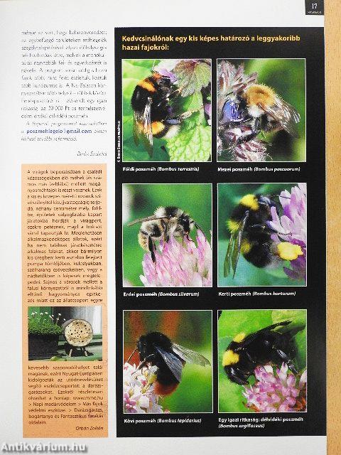 Madártávlat 2012. tavasz-tél