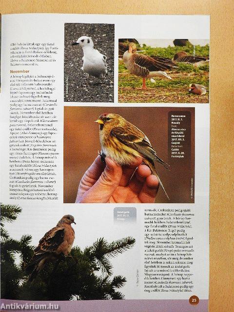 Madártávlat 2018. tavasz-tél