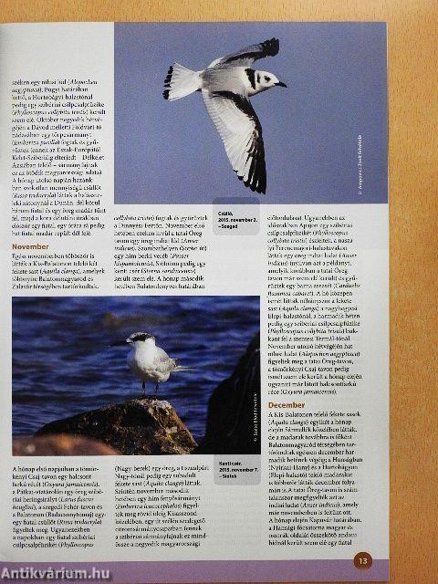 Madártávlat 2016. tavasz-tél