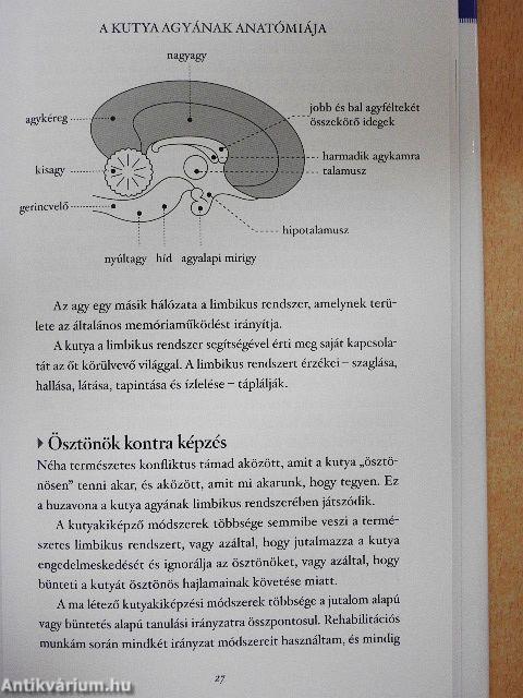 Rövid útmutató a boldog kutyához