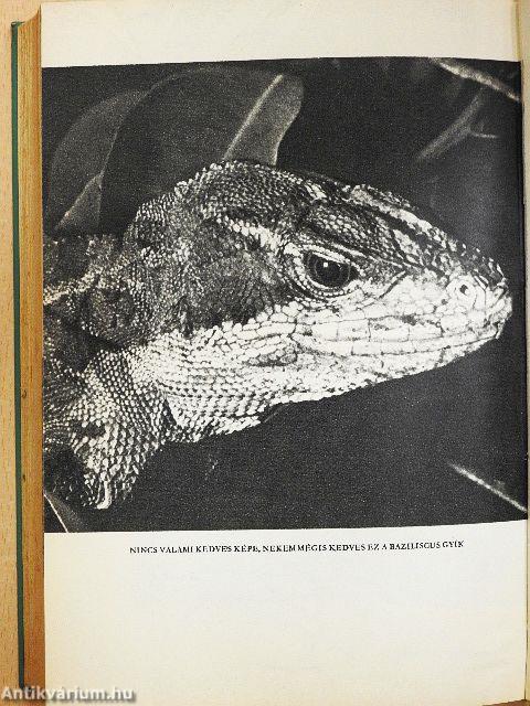 Holdárnyékban az őserdő