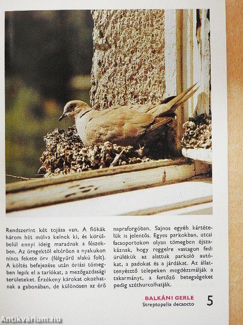 Házunk, kertünk madarairól