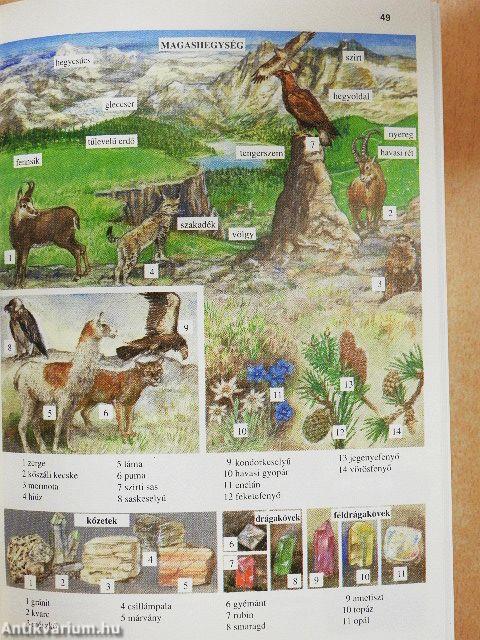 Képes diákszótár