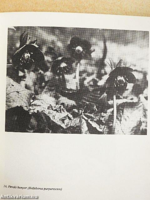 A Bükk természeti képe