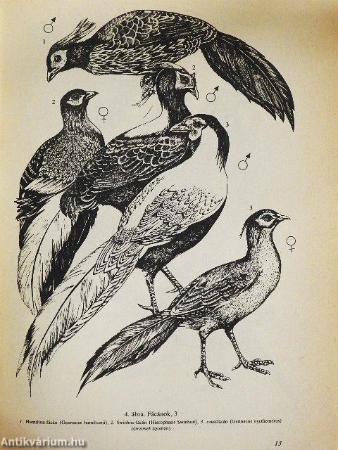 A fácán és vadászata