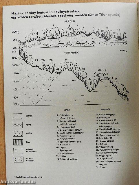 A tavaszi vadvirágokról