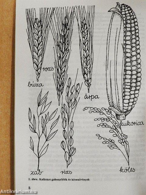 A teljes értékű kenyér