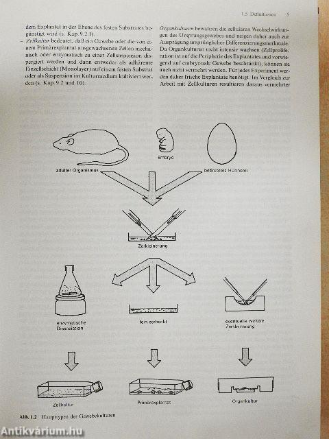 Tierische Zellkulturen