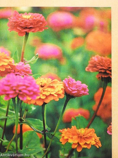 Csodakert 2010. július