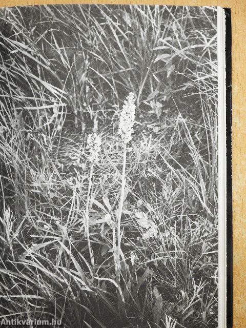 Védett növényeink