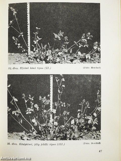 A vöröshere termesztése és nemesítése