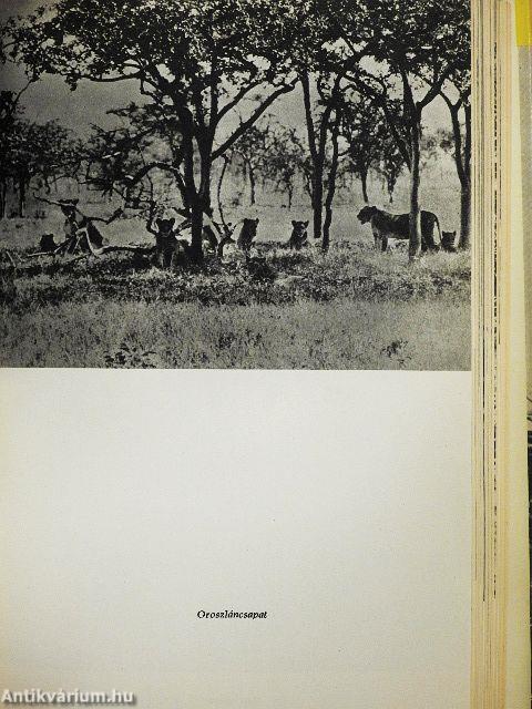 Afrikai tábortüzek