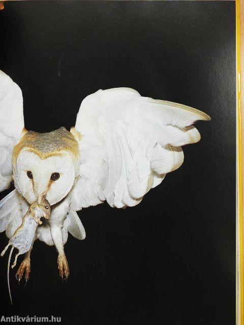 Az állatok viselkedése