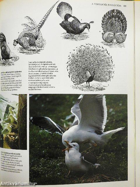 Az állatok viselkedése