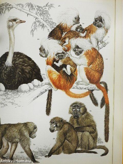 Az állatok viselkedése