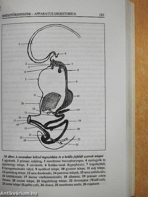 Funkcionális anatómia