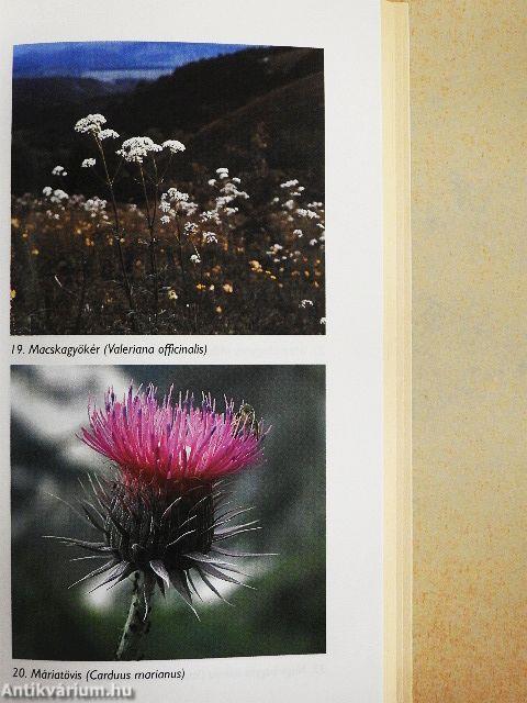 Gyógyító füvek, virágok, olajok