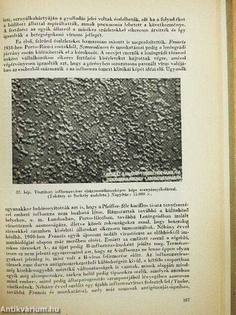 Emberi betegségeket okozó vírusok és rickettsiák