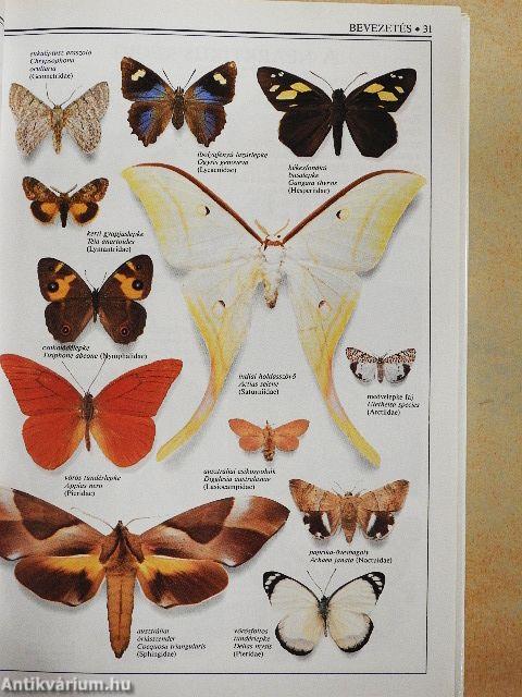 A világ lepkéi