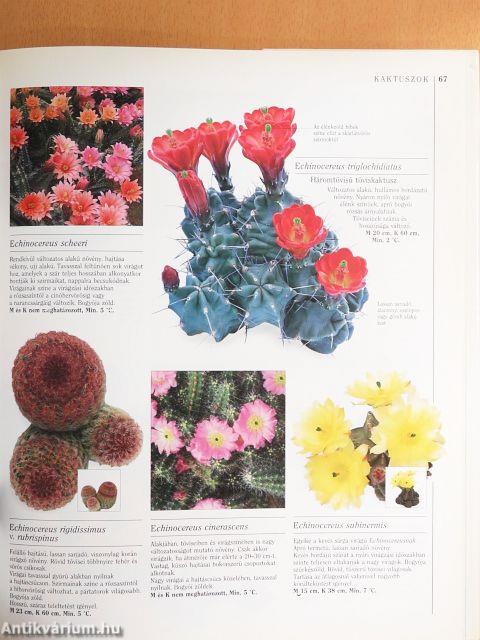 Kaktuszok és pozsgások