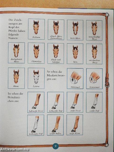 Mein erstes Pferdebuch