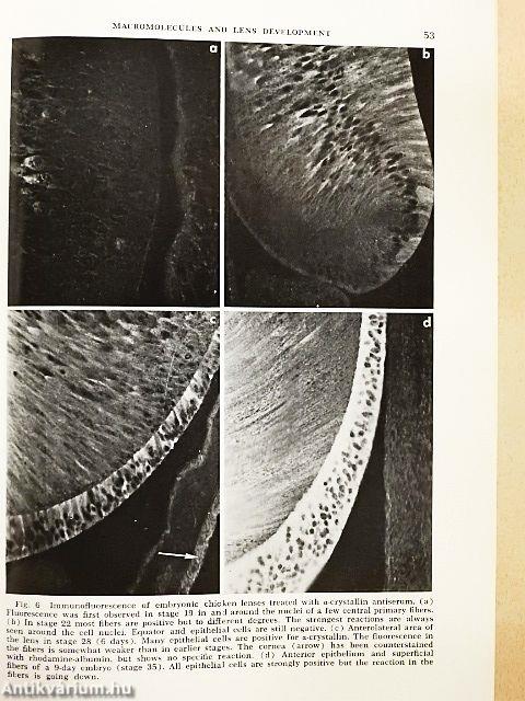 Symposium on molecular aspects of differentiation