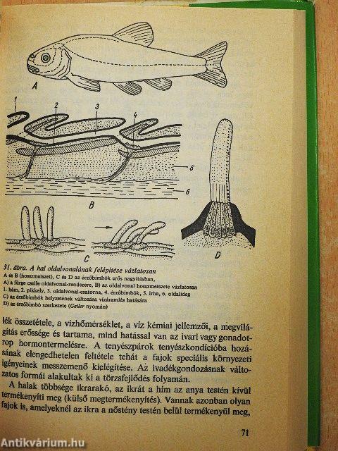 Akvarisztika