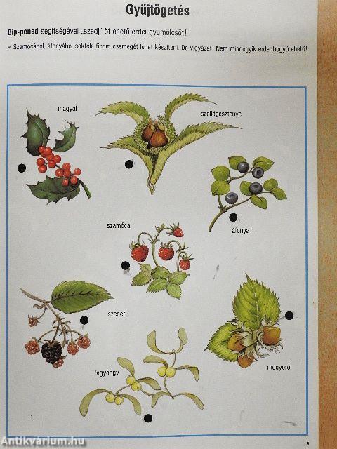 Bip-bip hurrá! Tanulj, játssz, fedezd fel a bip-pennel az erdő világát!