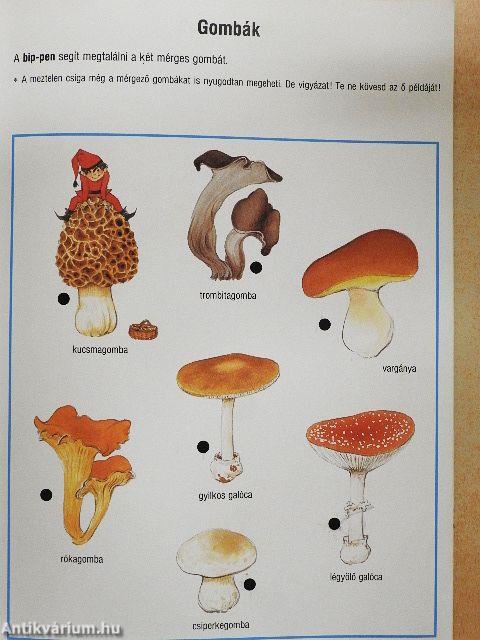 Bip-bip hurrá! Tanulj, játssz, fedezd fel a bip-pennel az erdő világát!