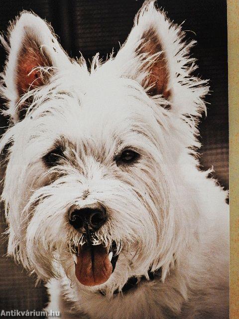 A westie