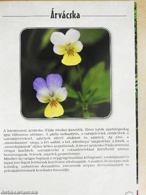 Gyógynövények és virágok