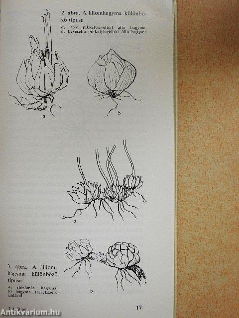 A liliom