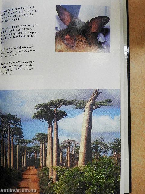 A véznaujjú maki meg én