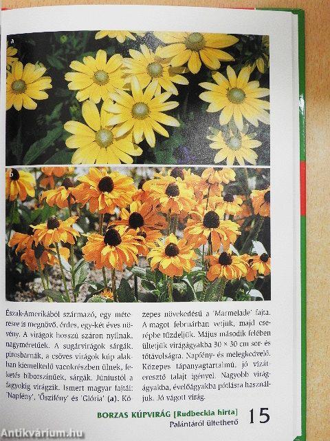 Egy- és kétnyári virágok