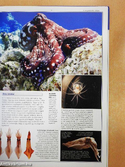 A ragadozók világa