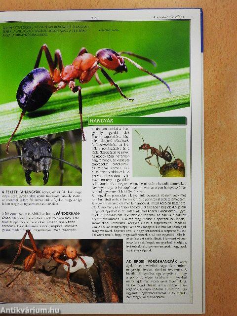 A ragadozók világa