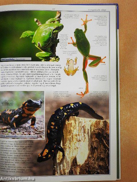 A ragadozók világa