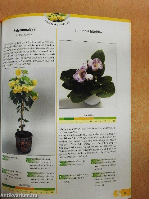 Növények a lakásban